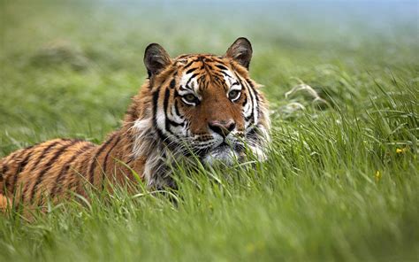 Bengal Tiger Wallpapers - Top Free Bengal Tiger Backgrounds ...