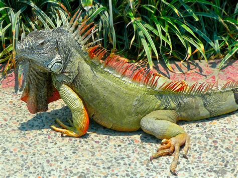 Iguanas Verdes : La Iguana Verde