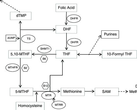 Folate metabolism: DHFR, dihydrofolate reductase; SHMT1, serine... | Download Scientific Diagram