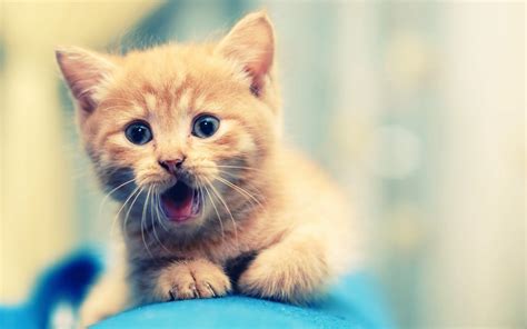 animals, Nature, Cat Wallpapers HD / Desktop and Mobile Backgrounds