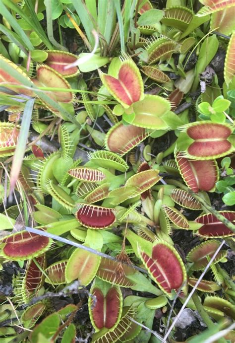 How many Venus Flytrap cultivars (varieties) exist in the world? – VenusFlytrap.com