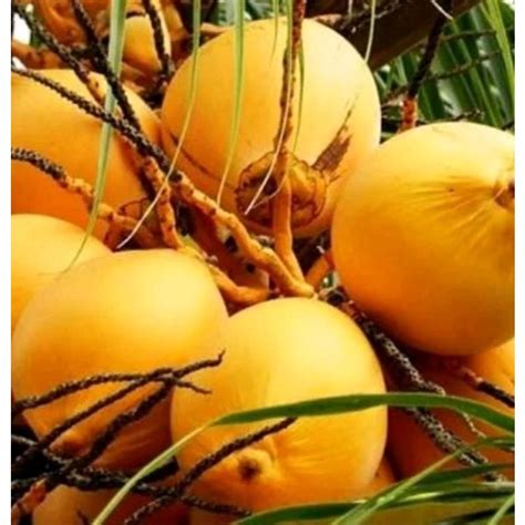 Jual Degan buah kelapa gading oren or kuning utuh 1 biji segar berkhasiat a | Shopee Indonesia