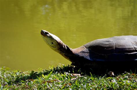 Hi turtle! | :} | Rafael Barbosa | Flickr