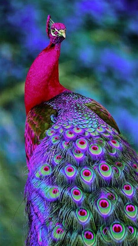 Colorful Peacock Wallpaper iPhone - Best iPhone Wallpaper Peacock Images, Peacock Pictures, Bird ...