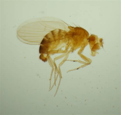 Drosophila melanogaster ("Eyeless" mutant) - BioQuipBugs