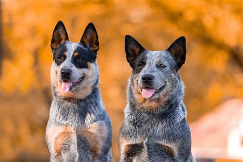 Is Blue Heeler A Good Family Dog