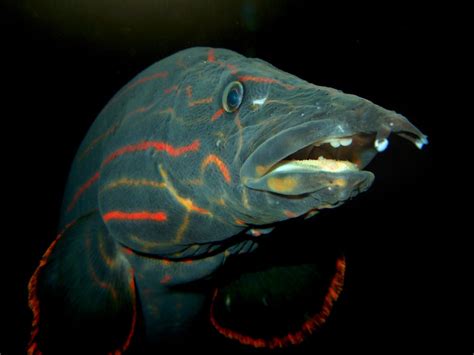 Fire Eel | Taken at the Toledo Zoo aquarium. | Bill Harrison | Flickr