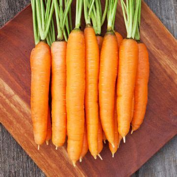 Pelleted Carrot Seed - Organic Non-GMO Seed from High Mowing Organic Seeds