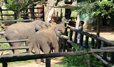 Uda Walawe Elephant Transit Home | Sri Lanka activities | Red Dot Tours