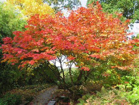 Acer japonicum - Trees and Shrubs Online