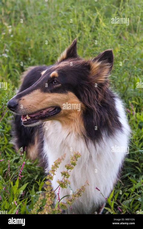 A Close Up of Tri Color Rough Collie Dog In A Field Of Tall Grass Stock Photo - Alamy