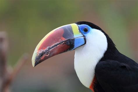 Toucan - Animal Facts for Kids - Characteristics & Pictures