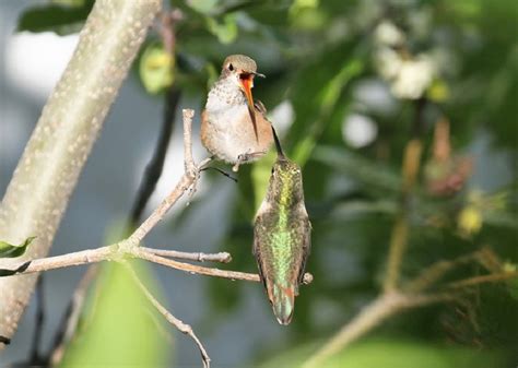 The Hummingbird Trees - live hummingbird nest cam | Explore.org