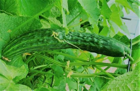 Six (6) Different Types Of Cucumbers With Pictures - Justagric