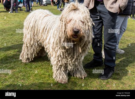 A Komondor dog breed, shaggy dog Stock Photo - Alamy