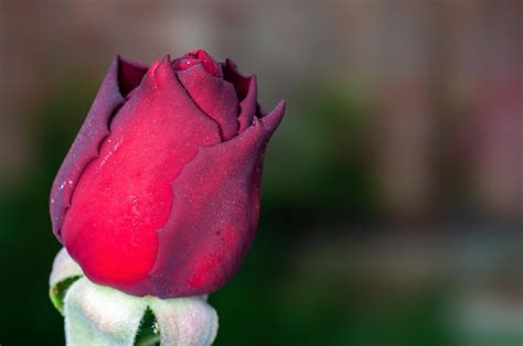 Premium Photo | Closeup of rose bud