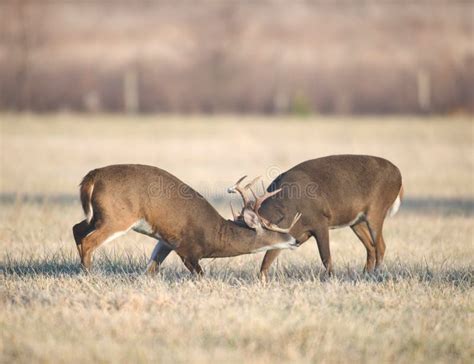 Two bucks fighting stock photo. Image of whitetail, deer - 8131194