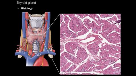 Parathyroid Gland Histology