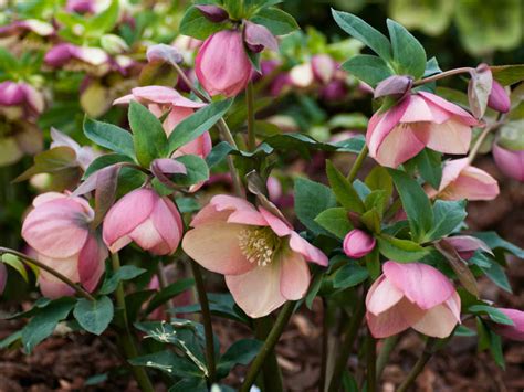 How to Grow and Care for Hellebores | World of Flowering Plants