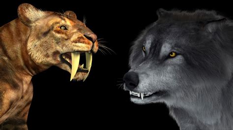 Dire wolves and saber-toothed cats may have gotten arthritis as they ...