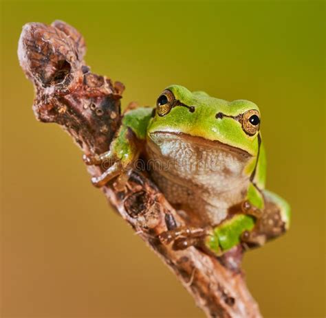 European tree frog stock photo. Image of fauna, green - 69434368