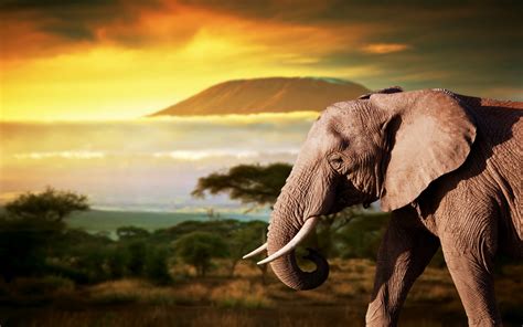 African Animals Wallpaper HD Free Download