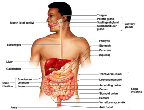 BIO 207L Faulk Exercise 38- Anatomy of the Digestive System Flashcards | Quizlet