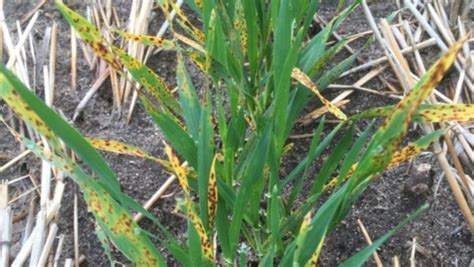 Warning raised as crop diseases found in barley farms | The Albany Advertiser