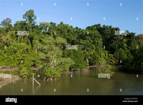 Mangrove forest of Baratang Middle Andaman island India Asia Stock ...