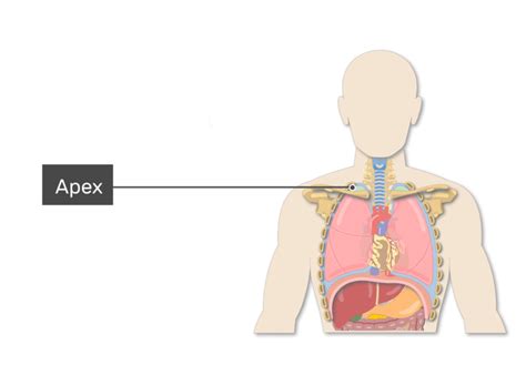 Lungs Anatomy | Shapes and Surfaces of the Lungs | GetBodySmart