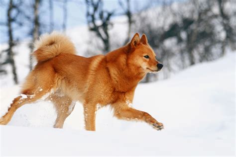 A Finnish Spitz: Complete Care Guide and Features (2020)