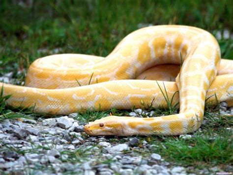 Yellow snake | Snake wallpaper, Python snake, Burmese python