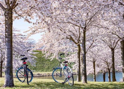 Cycling In Japan: A Detailed Guide On Japanese Bike Culture