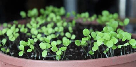 How to Water Seeds and Seedlings, Fully Explained - Gardening Channel