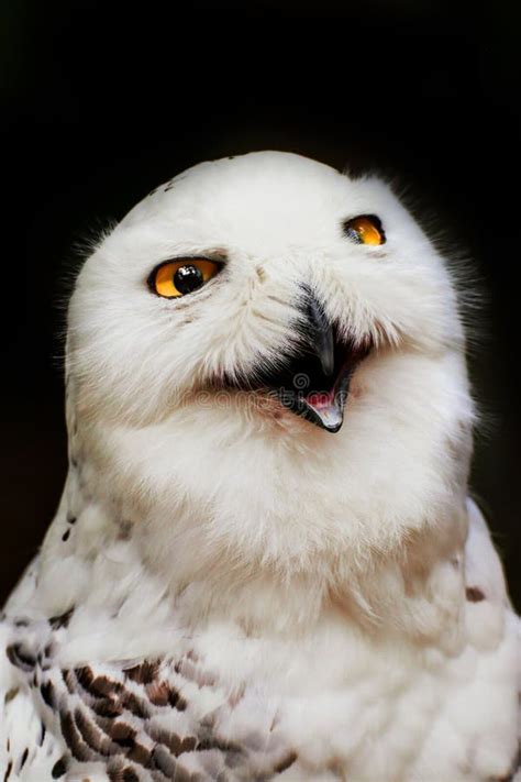 Portrait Snowy Owl with Open Beak Stock Image - Image of predator ...