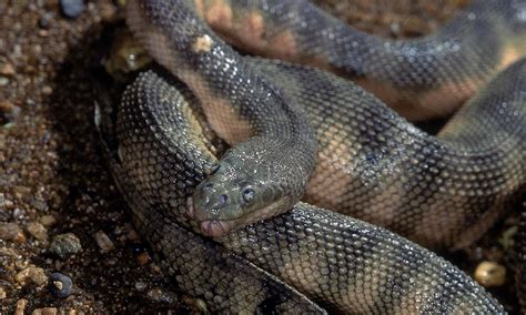 The Top 10 Most Venomous Snakes in the World - A-Z Animals