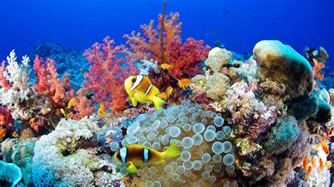 15 Extraordinary Facts About Bermuda Coral Reefs - Facts.net