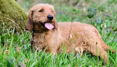 Basset Fauve de Bretagne: The Charming French Hunting Dog You Need To ...