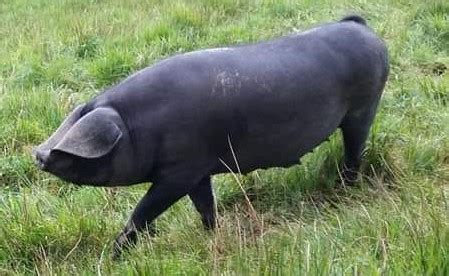 Large Black Pig - Irish Pig Society