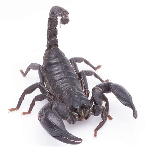 Asian Forest Scorpion | Evolution Reptiles