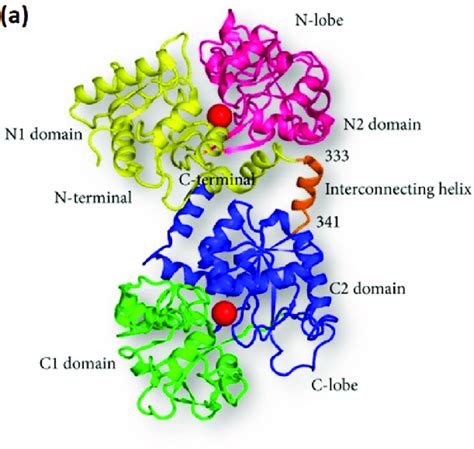 Structure of TfR: Transferrin is made up of α-helices and β-sheets.... | Download Scientific Diagram