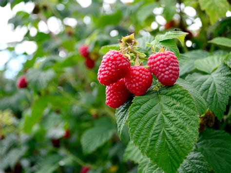 Learn About The Planting And Care Of Raspberries