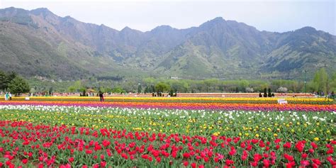 Kashmir Tulip Festival 2023