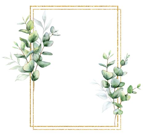Eucalyptus Watercolor Frame. Eucalyptus Greenery Frame Hand Painted isolated on transparent ...