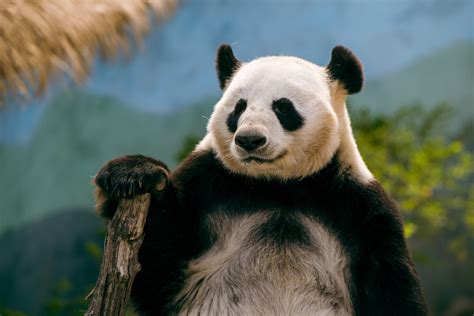 Pandas leaving U.S. zoos are another sign of the deteriorating ...