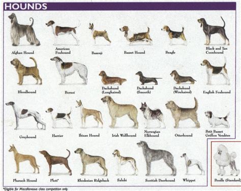 Is Rex a Dog?: Dog Breeds