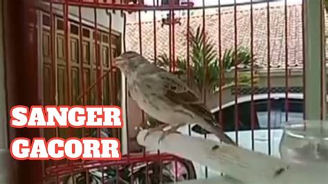 MASTERAN BURUNG SANGER GACOR KEREN - YouTube