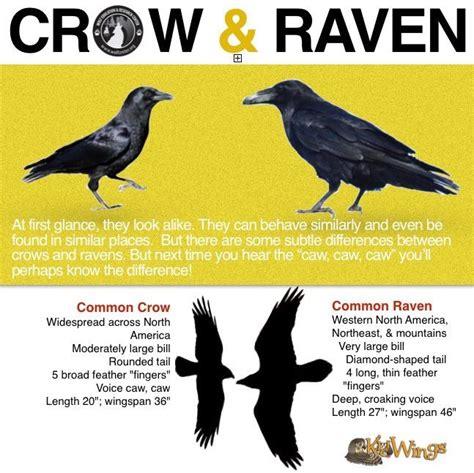 two black crows sitting on top of each other next to the words crow and ...