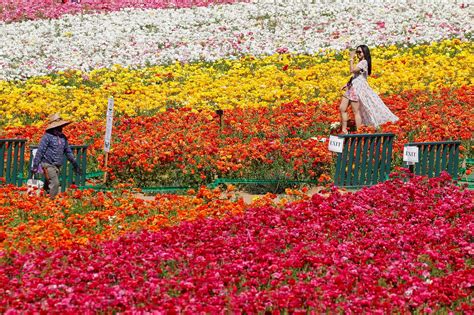 Flower Fields Carlsbad Ca Hours | Best Flower Site