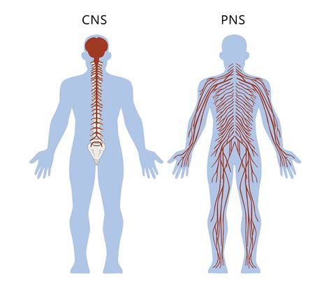 Nervous System | The Partnership in Education